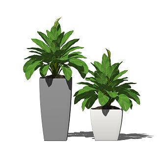 Modern Potted Plant 3d model