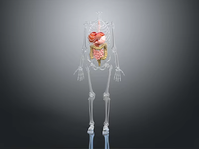 3D Human Skeleton Model Showing Internal Organs Like Heart Stomach And Intestines 3d model