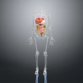 3D Human Skeleton Model Showing Internal Organs Like Heart Stomach And Intestines