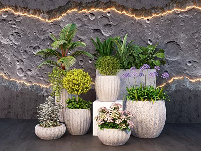 Bonsai Potted Plants Featuring Different Shapes Sizes Pots on Textured Gray Wall with Lighting 3d model
