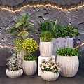 Bonsai Potted Plants Featuring Different Shapes Sizes Pots on Textured Gray Wall with Lighting