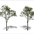 Modern Tree Landscape Tree 3d model