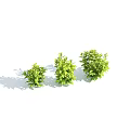 Lush Green Leafy Plants In Three Sizes Against Light Blue Background 3d model
