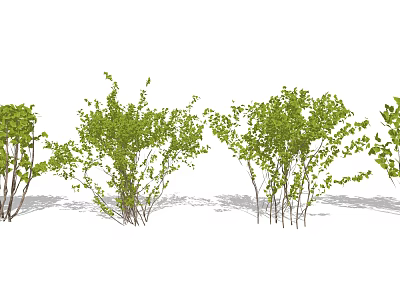 Modern shrub spherical shrub hedge plant 3d model Modern shrub spherical shrub hedge plant 3d model