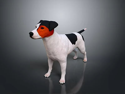 Realistic Jack Russell Terrier Dog With Black White Brown Coat Standing On Dark Background 3d model
