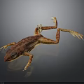 Orange Red Spotted Frog With Stretched Limbs And Reflection On Dark Background