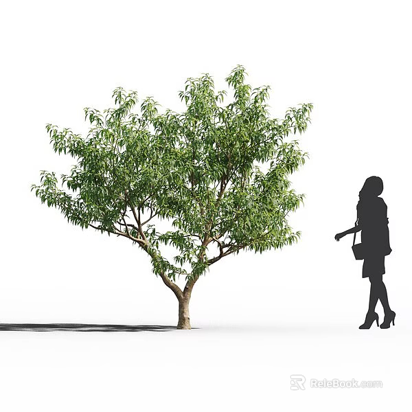 Lush Green Tree With Dense Foliage Standing Next To A Female Silhouette Outdoors 3d model 