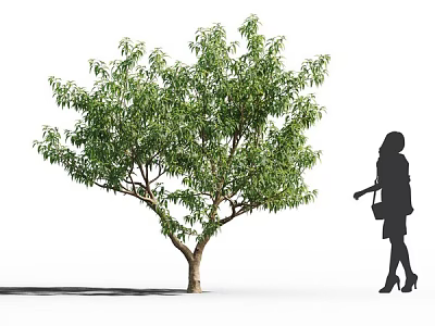 Lush Green Tree With Dense Foliage Standing Next To A Female Silhouette Outdoors 3d model