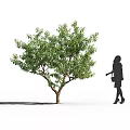Lush Green Tree With Dense Foliage Standing Next To A Female Silhouette Outdoors