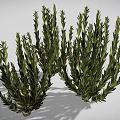 Different Types of 3D Rendered Plants Including Cacti Grasses and Shrubs on White Background