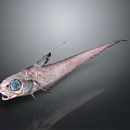 Deep Sea Aquatic Fish With Large Blue Eyes Slender Pinkish Red Body On Dark Background