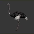 Ostrich Flight Animal Standing With Grey And White Feathers On Dark Background