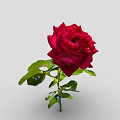 Stunning Red Rose Flower With Fresh Green Leaves And Stem On Gray Background