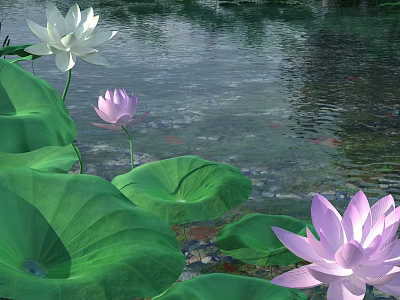 White And Pink Lotus Flowers With Green Leaves On Serene Water Surface 3d model
