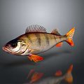 Striped Fish With Orange Fins And Tail On Gray Background Showing Reflection
