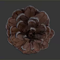 Close Up View Of Natural Pine Cone With Brown Scales And Textured Surface