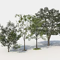 Tree Pit Landscaping With Various Trees And Lush Green Foliage Design 3d model