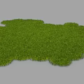 Fresh Green Grass Lawn with Natural Irregular Shape and Lush Vibrant Appearance