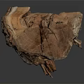 Unique Raw Natural Wood Decorative Piece With Knot And Textured Surface