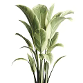 Indoor Potted Plants With Variegated Green And White Leaves In Black Pots