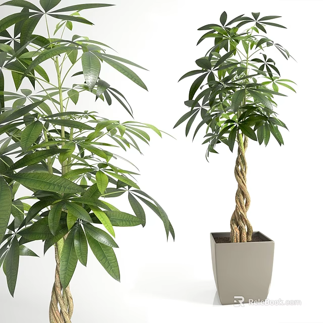 Lush Green Plants With Dense Foliage And Braided Trunk In Square Planters 3d model 