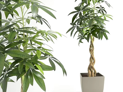 Lush Green Plants With Dense Foliage And Braided Trunk In Square Planters 3d model