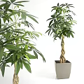 Lush Green Plants With Dense Foliage And Braided Trunk In Square Planters