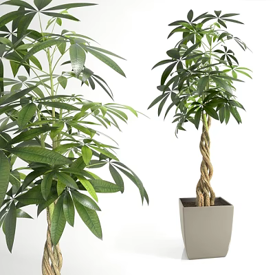 Lush Green Plants With Dense Foliage And Braided Trunk In Square Planters 3d model