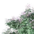 Tall Tree With Lush Green Leaves And Purple Flowers In Garden