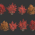 Colorful Autumn Trees With Red And Yellow Foliage Arranged In Rows On Dark Background