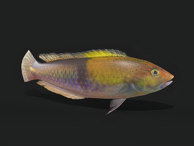 Vibrant Colorful Aquatic Fish With Yellow Green Blue Purple Body Fins And Tail 3d model