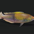Vibrant Colorful Aquatic Fish With Yellow Green Blue Purple Body Fins And Tail