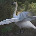 White Swan With Spread Wings Standing On Green Grassland In Natural Habitat