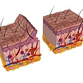 Medical Device Displaying Skin Structure 3D Anatomical Model For Medical Education
