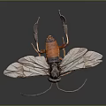 Detailed View Of Flying Insect With Transparent Wings Black And Orange Body Long Antennae