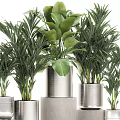 Green Leafy Potted Plants In Silver Metallic Pots With Various Sizes And Decorative