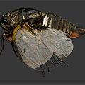 Flying Cicada With Transparent Wings Yellow Edges Dark Body Gray Background