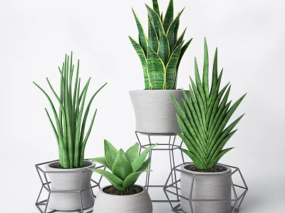 Various Long Spiky Leaf Potted Bonsai Plants With Geometric Metal Stands 3d model