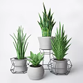 Various Long Spiky Leaf Potted Bonsai Plants With Geometric Metal Stands
