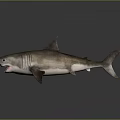 Realistic 3D Shark Model With Open Mouth Sharp Teeth Detailed Texture And Reflection 3d model