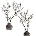 Dried Branch Decorations in Dark Vases for Home Interior Design 3d model