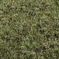 Lush Green Grass And White Flowers In Garden With Various Plants