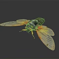 Macro View Of A Cicada With Black Body Red Eyes Transparent Yellow Wings