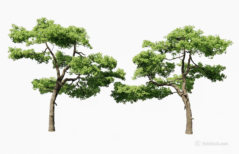 Two Lush Green Arbor Trees With Dense Foliage And Brown Trunks 3d model 