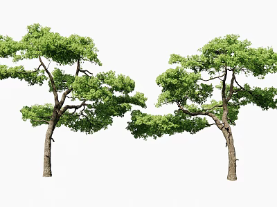 Two Lush Green Arbor Trees With Dense Foliage And Brown Trunks 3d model