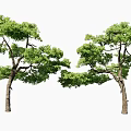 Two Lush Green Arbor Trees With Dense Foliage And Brown Trunks