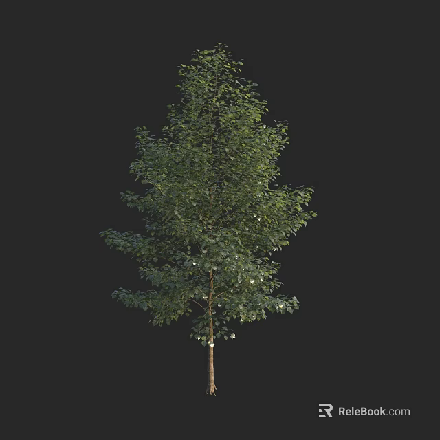 Tall Arbor With Lush Green Foliage And Straight Trunk Structure 3d model 
