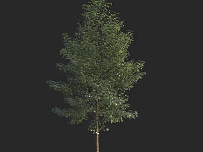 Tall Arbor With Lush Green Foliage And Straight Trunk Structure 3d model