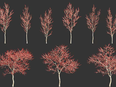 Red Leaf Trees In Varied Forms With Vibrant Foliage On Black Background 3d model