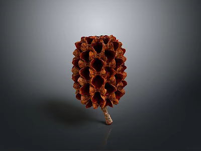 Natural Dried Pine Cone Plant With Brown Red Scales And Conical Shape 3d model